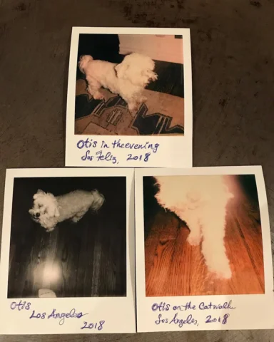 big night for Otis and the @polaroid