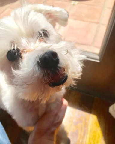 Happy 14th birthday, my sweet, sweet Otis. What a joy it is, getting to share th