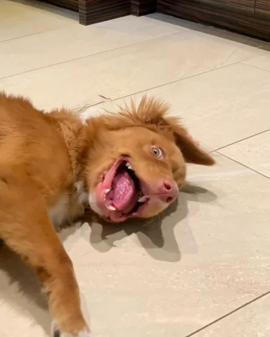 My dog having a moment.