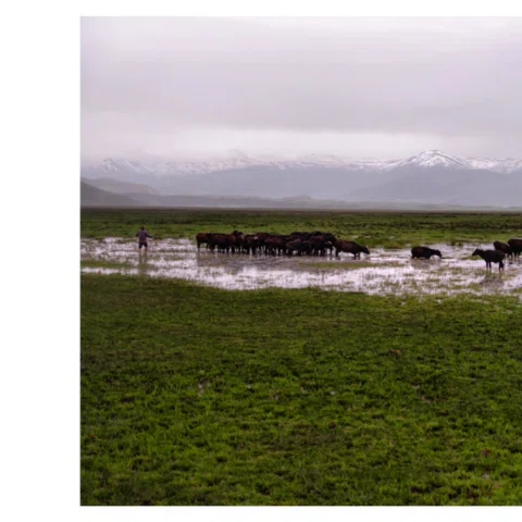 Muş Ovası 

Plain of Muş, Turkey 
👧 Zümra