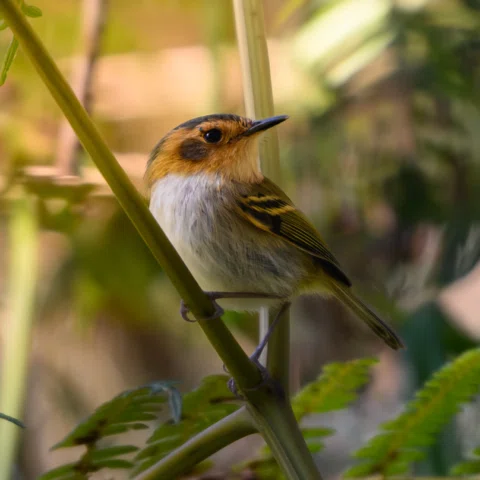 📷🦅🦜🦩
🐦‍⬛(Tororó, Tangará, Pula-pula-assobiador e Tiriba-de-testa-vermelha)
