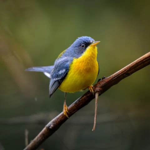 📷🦅🦜🦩
🐦‍⬛Mariquita
🗺️Concórdia-SC
🗓️Agosto de 2026
📸@paulo.o.borges da @t