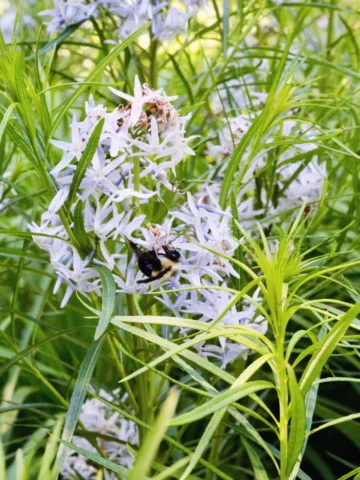 Happy Pollinator Week from the gardens at LongHouse 🐝 Our team of dedicated gar