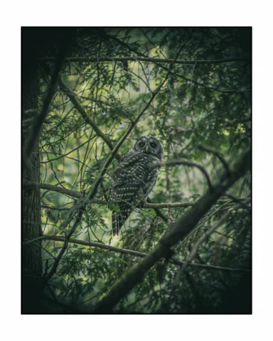 Some photos I captured on my hike up to black mountain yesterday , wildlife was 