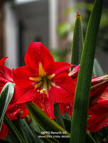 The last bloom hits different 🌼
#ShotOnOPPO #OPPOReno15Series #OPPOPakistan