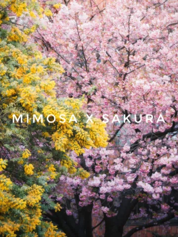Mimosa x Sakura.

ーーーーーーーーーーーーーーーーーーーー
📷@fujifilmmy XT-5 
📍Kuramae Shrine
🗓️.