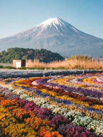 The 'Hana-kaido’ (Flower Road) in Oishi Park is at full bloom

ーーーーーーーーーーーーーーーーー