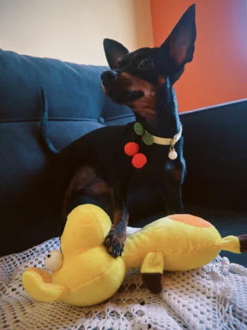 Aqui é a mamãe 🤎Hoje é o dia da Judite, a criaturinha mais dengosa, inteligente