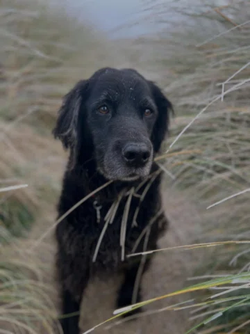 Buckley, you were the best friend anyone could ever wish for! You gave us so muc