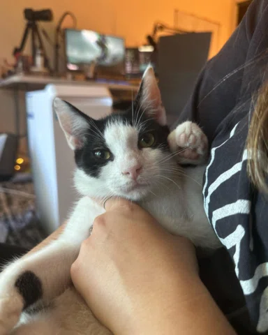 Meet Spike, my rescued feral turned sweet baby boy. I will love and spoil him so