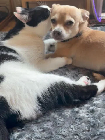 No household is complete without a dog that loves cats and a cat that loves dogs