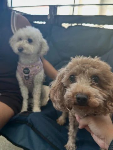 Dog Spotting game launch 🚀 🐶 #dogsofinstagram #dog