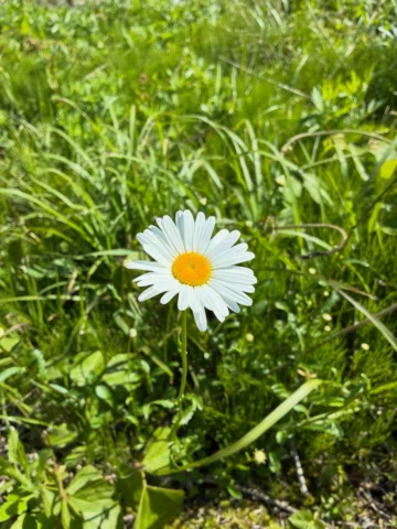 頂上ばかりを目上げずに、足元に生える花を美しいと感じる心の余裕を忘れずにいたいものです。

#一歩一歩#着実に#無理せずに#たまには休憩#メリハリ大事