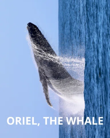 🐋💙 ELE SE CHAMA ORIEL! E AS BALEIAS CARIOCAS ESTÃO VOLTANDO!
 
Esta semana enc