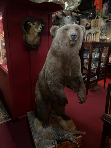 Oddities Museum🤍

 @theodditiesmuseum