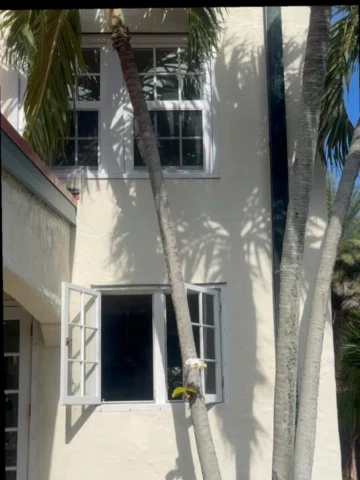 An update no one asked for: the Imperial Delight bougainvillea is thriving. More