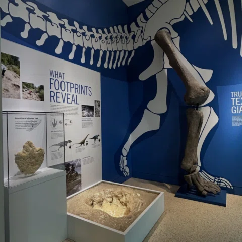 Dig in at the Witte Museum and learn more about the dinosaurs of Texas who ruled