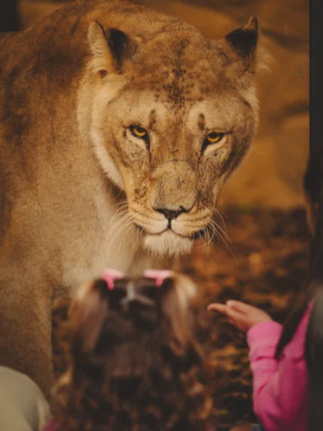 About as close as you’d ever want to get to a lion…

The pride at @blairdrummond
