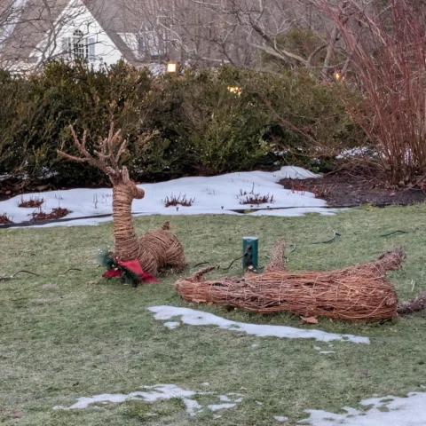 These deer were buried in snow. See 2 posts back.
The snow is finally gone!
#win