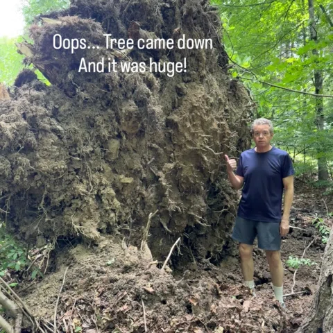 We woke up, went outside, and a huge tree fell overnight in our back yard. There