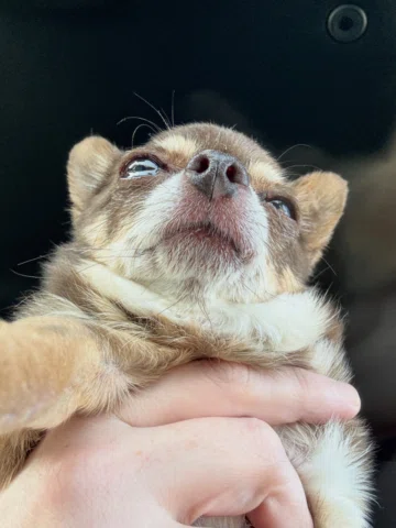 Those wittle neck rolls and juicy eyes 🥺 I miss them so much. 

Tomorrow will b