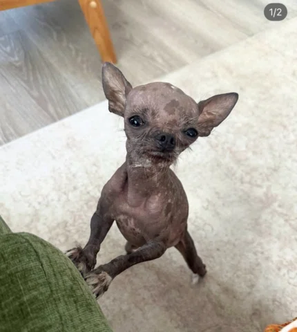 I’m not sure if y’all are familiar with @thistlethegremlin (sibling to @crickett