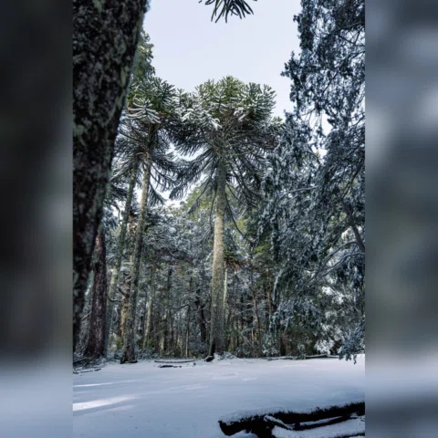 Entramos al bosque de araucarias con nieve todavía cayendo. El sendero estaba he