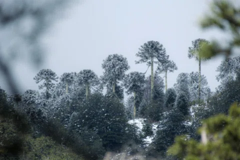 Araucarias con la nieve todavía pegada arriba, en el Parque Nacional Villarrica.