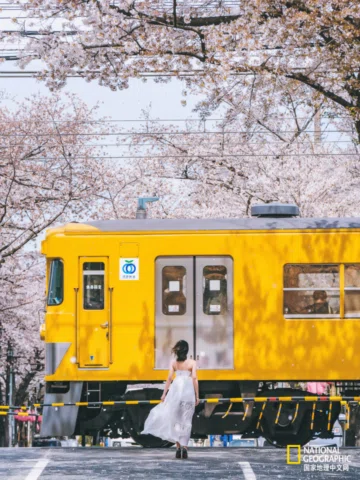 Tokyo is entering its most magical two weeks 🌸

With today’s announcement of th