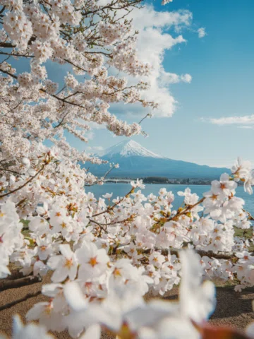 By Lake Kawaguchi, under Mount Fuji —
the most perfect sakura I’ve ever captured