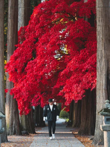 This is the most vividly red maple I’ve ever photographed in all my years in Jap