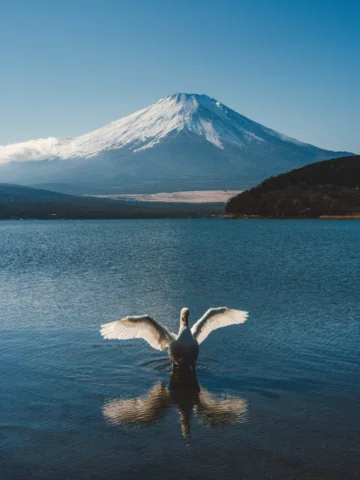 Lake Yamanaka — the No.1 choice when you want to face Mount Fuji head-on.
From t