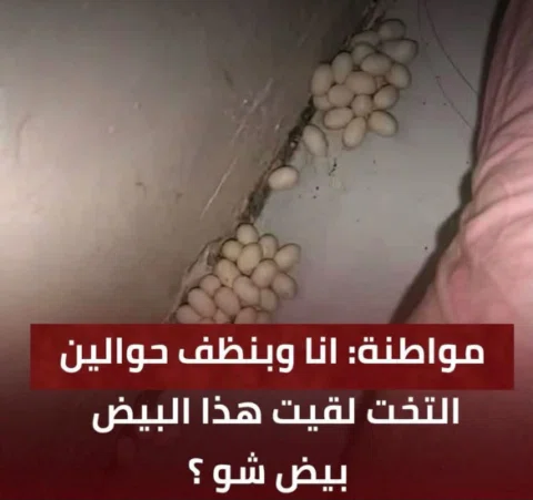 افيدونا مين بيعرف