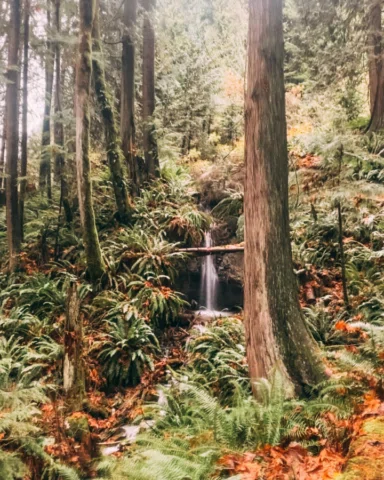 Perks of living in a rainforest 🇨🇦