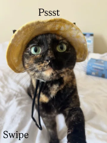 Summer is here, and Nova would like to share her go-to summer essentials ☀️🏖️

