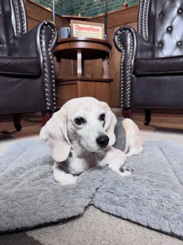 Für unsere nächste ZFUF-Folge haben wir uns wieder einen Emotional Support Dog i