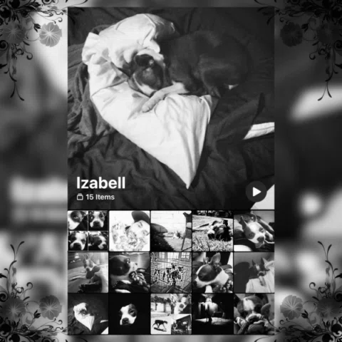 Rest easy, Izabell 🖤