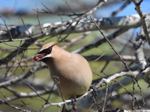 Cedar Waxwing, @willowwaterhole #bird #birds #birdphotography #birding #birdwatc