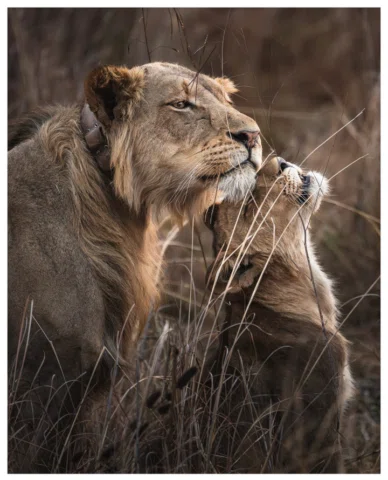 “Siblings of the Kafue” – Musekese Camp, Zambia

Bathed in the warm glow of suns