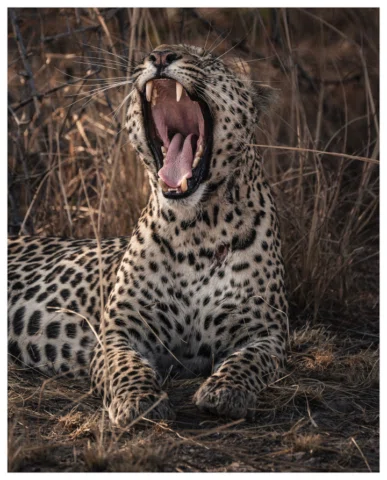 “Spotted Shadows” – Lower Zambezi & Kafue, Zambia

From the trees of the Lower Z