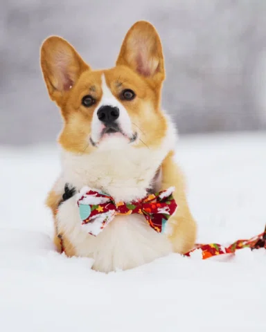 Żegnamy jesień witamy zimę ❄️😁

#pierwszydzienzimy #corgi #smyczdlapsa