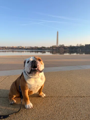 There's nothing like a summer day in DC with Jack 🐾