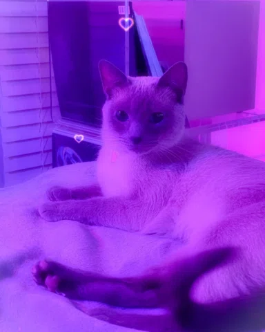 나비 🦋💓