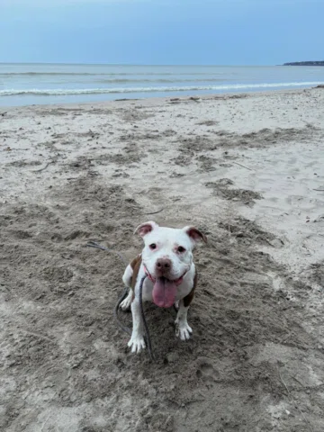 Six days before Lovely died she and I walked to Marie Daley park to play fetch, 