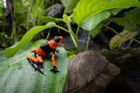 We are thrilled to share an exciting milestone: Save the Chocó is now officially