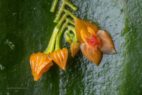 Lepanthes is one of the largest and most diverse orchid genera, with over 1,100 