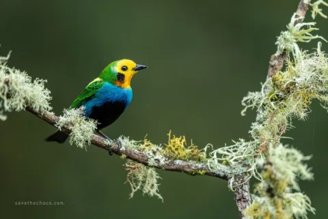 Does the Chocó have the best looking tanagers? What are your favorites? #savethe