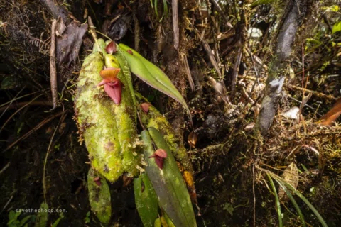 For all those stuck in the snow here are some orchids to warm you up. #savethech
