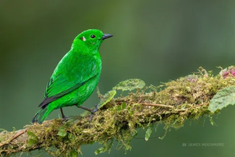 You cannot get more green than this: the Glistening-green Tanager (Chlorochrysa 
