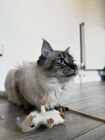 Mum says I already have enough mice. I disagree. 🐭💙

This little mouse is from